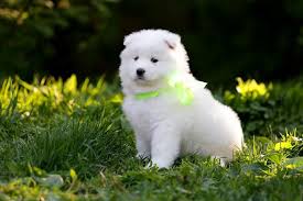 Samoyed male for sale $3,450 lyons,mi. Sadie Female Samoyed Puppy For Sale For Sale In Richmond Virginia Classified Americanlisted Com