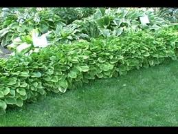 Hosta, ferns and climbing hydrangea. Hostas For Garden Borders Youtube