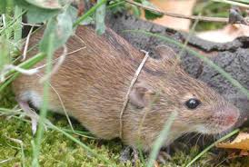 Halbjahr 2020 bei lediglich 66. Hantavirus Hantavirus Verbreitungskarte 2019