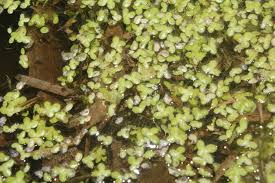 Image result for Lemna aequinoctialis