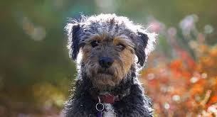 Maybe you would like to learn more about one of these? Yorkipoo Dog The Complete Yorkie Poodle Mix Breed Guide