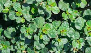 Image result for Trianthema portulacastrum