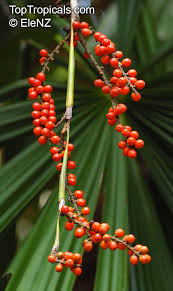 Image result for Licuala