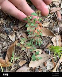 Image result for Euphorbia ophthalmica