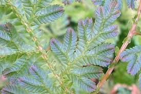 Image result for Selaginella kivuensis