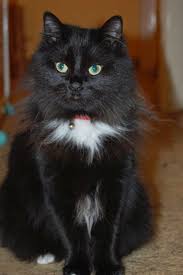 Poze Rase De Pisici Apartament Si Casa Imagini Cu Animale De Companie Pisica York Chocolate Pt Apartament Beautiful Cats Cute Cats And Kittens Cat Lovers
