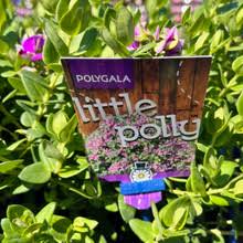 Image result for Polygala youngii