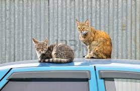 Cara halau kucing tidur atas kereta. Petua Elak Kucing Bercanda Di Atas Bumbung Kereta Lizakama Com