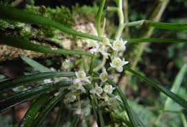 Image result for Rhipidoglossum