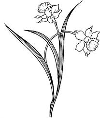 Daffodil Pretty Daffodil Flower Coloring Page Daffodil Tattoo Daffodils Flower Coloring Pages