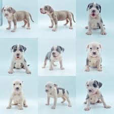 Pmbullies puppies 4,5 weeks , american bullypmbullies exclusive american bully kennel. American Bully Puppies For Sale Jersey Shore Nj 306085