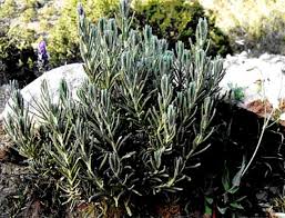 Image result for Pegolettia senegalensis