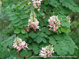 Image result for Indigofera ormocarpoides