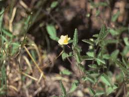 Image result for Sida spinosa