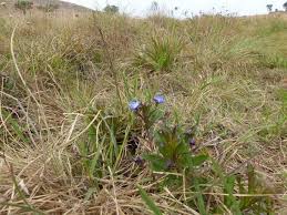Image result for Rotheca hirsuta