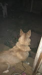 LOST AND FOUND PETS, WILLIAMSPORT, PA AREA AND SURROUNDING