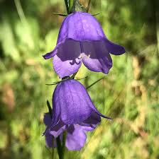 Maybe you would like to learn more about one of these? Colorado S Wildflowers Database Of The Wildflowers Of Colorado