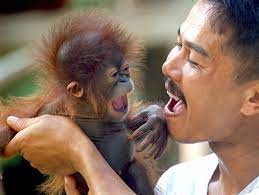 Explore tweets of saya sangat @suka_bini_orang on twitter. Genom Vergleich Orang Utan Und Mensch Sind Nahezu Identisch Der Spiegel