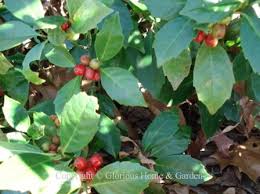 A shrub or tree with red berries on it is usually a beautiful sight and a welcome meal spot for birds. Winter Berries