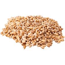 Check spelling or type a new query. Kamut Wheat Seeds Usage Dealer Distributorship And End User Rs 20 5 Kilogram Id 17206238148