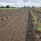 Blueberry Field Day