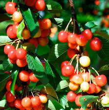 Judicious Bing Cherry Tree Pollination Chart Cherry Tree