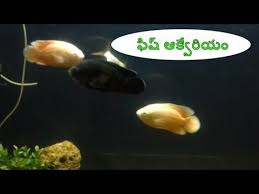 Aqua World Fish Aquarium At Hyderabad Zoo Park Amazing Fish Aquarium I Zoo Park Aquarium Fish Funny Animals