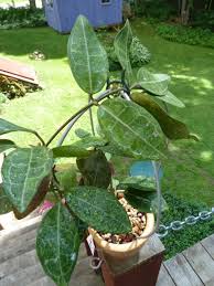 Image result for Hugonia elliptica