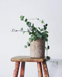 Plant O Pedia Silver Dollar Vine Justina Blakeney Plants Indoor Plants Best Indoor Plants