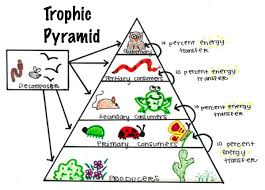 75 Interpretive Ecosystem Pyramid Diagram