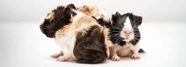 Ultrasound can repel rodents by subjecting them to intense auditory stress. Guinea Pigs As Pets Breeds Behavior Sounds Petsmart