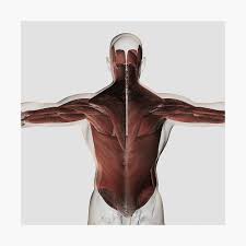 Find the perfect male torso anatomy stock photo. Male Muscle Anatomy Of The Human Back Metal Print By Stocktrekimages Redbubble