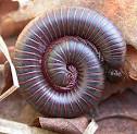 Resultado de imagem para spirals in nature