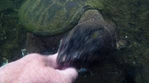 Snapping turtles are found continuously in north america from eastern canada. Snapping Turtles And Your Lake