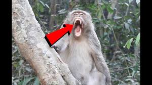 Big Monkey Scary It Presents Big Big Teeth Monkey For People Near It Pet Monkey Monkeys Funny Big Teeth