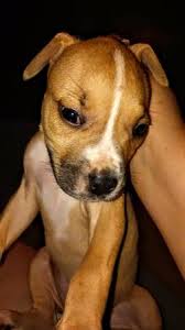 7 week old pitbull puppies. American Pitbull Terrier Pups 100 Clarksville Texas Materials For Sale Texarkana Ar Shoppok