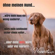 Wenn sich mensch und hund in die augen schauen, verändert sich die hirnchemie beider spezies. Spruche Hund Mensch Beziehung Language De Hunde Spruche U Zitate Sammlung Pela Fotografies Webseite Zum Teil Sind Es Alltagsweisheiten Und Manchmal Muss Man Etwas Langer Uber Die Tiefere Bedeutung Eines Spruchs