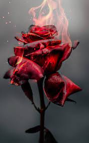 Pin On Flowers Wallpapers