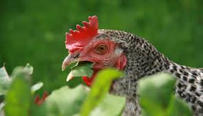 Will chickens eat my garden. Grow A Garden For Your Chickens Hobby Farms