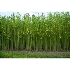 Image result for Corchorus olitorius