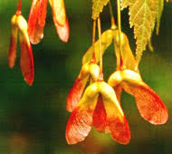 The seeds are surrounded by a papery wing that, when the wind blows, carries the seeds farther away than most other fruit seeds. What Tree Is It Oplin