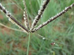 Image result for Eustachys paspaloides