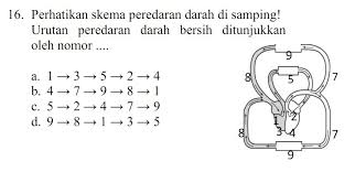 Maybe you would like to learn more about one of these? Gambar Urutan Peredaran Darah Kecil Ditunjukkan Oleh Nomor Seputar Nomor