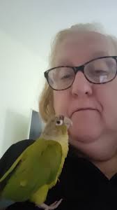 Our two pineapple conures have flown away near Barham Street .. if you see  them please message me. The are friendly.. their names are Rhea and Paolo  we love them dearly and
