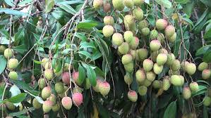 Maybe you would like to learn more about one of these? Lychee Fruit Tree With Lot Stock Footage Video 100 Royalty Free 27029518 Shutterstock