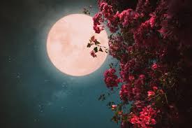 Fotos de Lua linda - Baixe fotos grátis de alta qualidade | Freepik