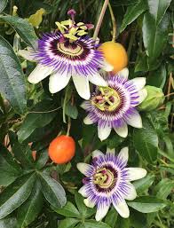 Image result for Passiflora ligularis