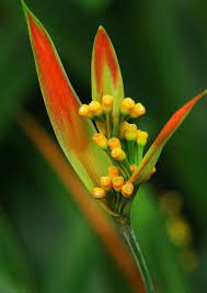 Heliconia Fiori Flores Bloemen
