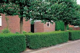 Heckenpflanzen Ligusterhecke Ovalblattriger Liguster Liguster Online Kaufen Hohe Qualitat Zu Konkurrenzfahige Liguster Outdoor Pflanzen Heckenpflanzen