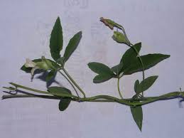 Image result for Merremia quinquefolia